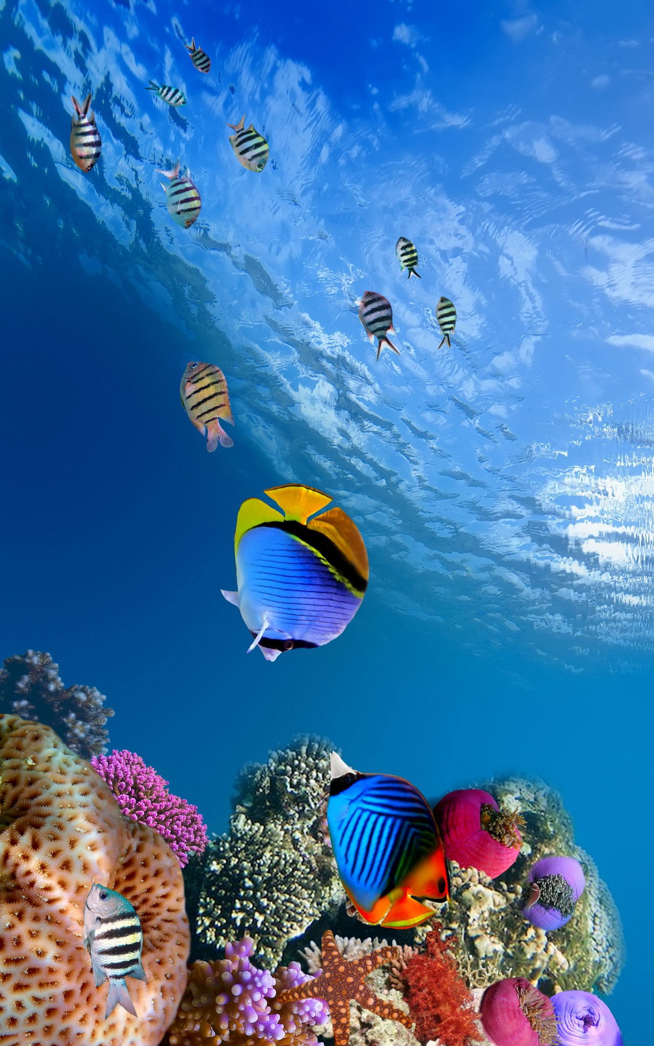 Underwater-Coral-Fish