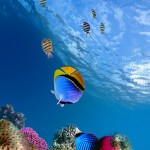 Underwater-Coral-Fish