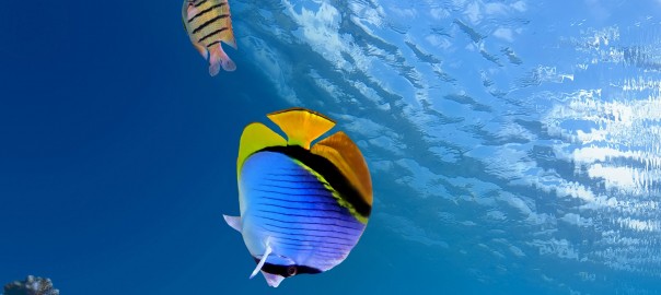 Underwater-Coral-Fish